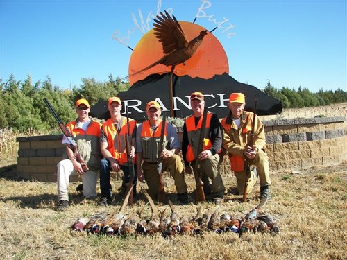 Pheasant Groups Photo
